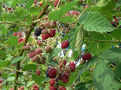 brombeere1.jpg