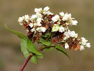 buchweizen1.jpg buchweizen1.jpg