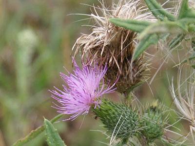 distel2.jpg distel2.jpg
