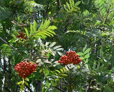 eberesche3.jpg eberesche3.jpg