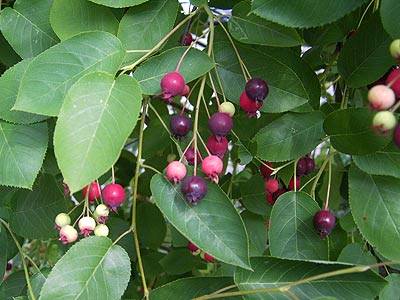 felsenbirne_1.jpg felsenbirne_1.jpg