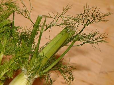 fenchel2.jpg