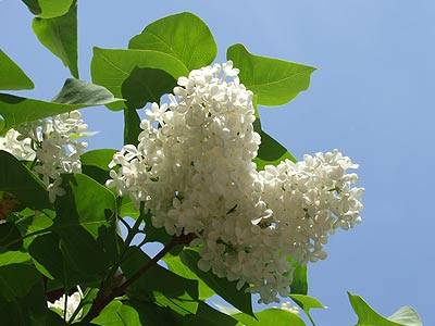 flieder_1.jpg flieder_1.jpg