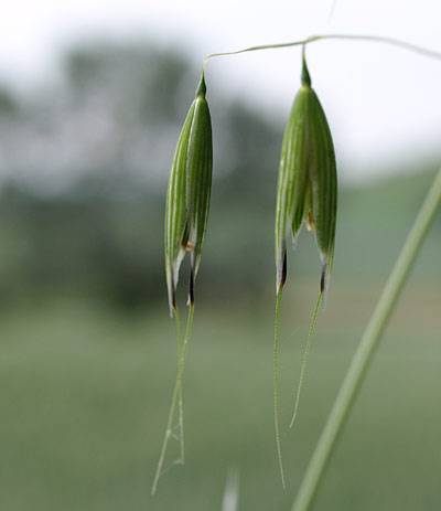 flughafer_t.jpg flughafer_t.jpg