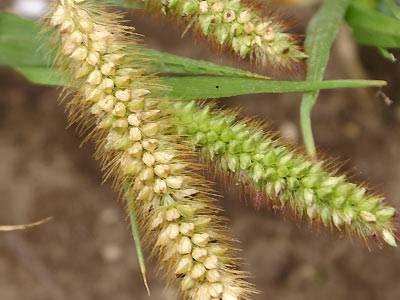 fuchshirse5.jpg fuchshirse5.jpg