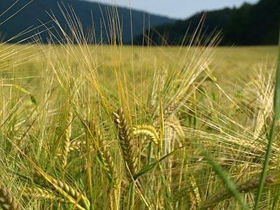 gerste_t.jpg gerste_t.jpg