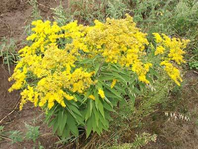 goldrute2.jpg goldrute2.jpg