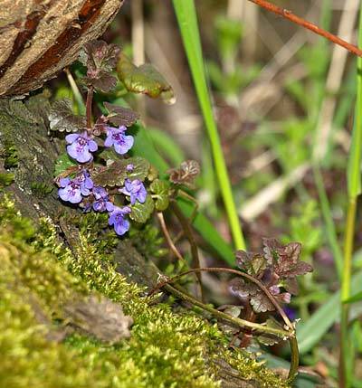 gundermann_1.jpg gundermann_1.jpg