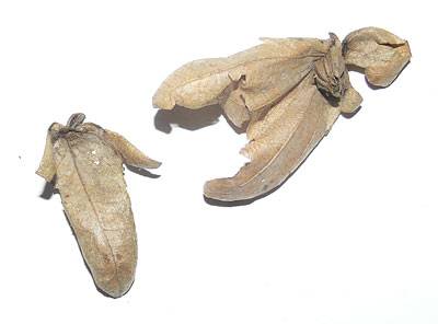 hainbuche7.jpg hainbuche7.jpg