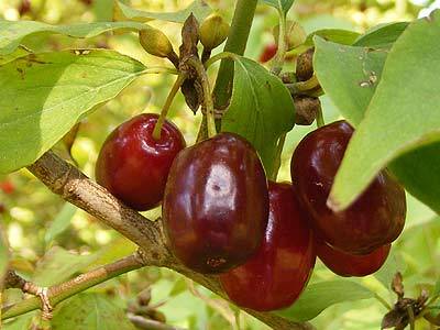 hartriegel_2.jpg hartriegel_2.jpg