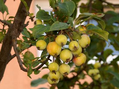 kirschapfel1.jpg kirschapfel1.jpg