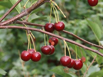 kirsche5.jpg kirsche5.jpg