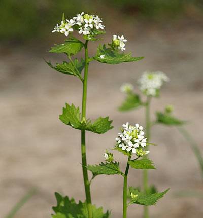 knoblauchsrauke_1.jpg knoblauchsrauke_1.jpg