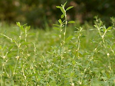 knoeterich1.jpg knoeterich1.jpg