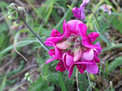 platterbse4.jpg platterbse4.jpg