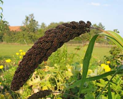 hirse_rot1.jpg hirse_rot1.jpg