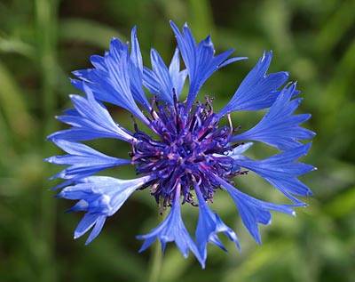 kornblume_3.jpg kornblume_3.jpg