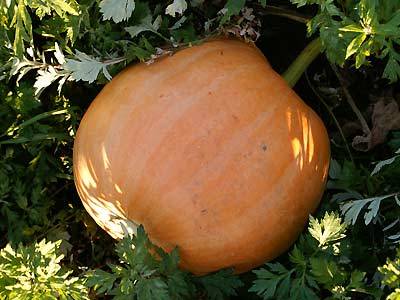 kuerbis3.jpg kuerbis3.jpg