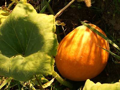 kuerbis4.jpg