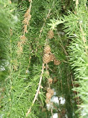 laerche_1.jpg laerche_1.jpg