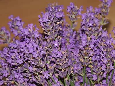 lavendel_3.jpg lavendel_3.jpg