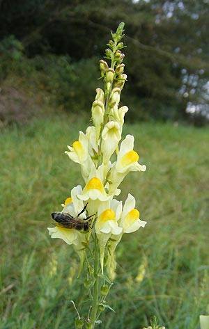 leinkraut_1.jpg leinkraut_1.jpg