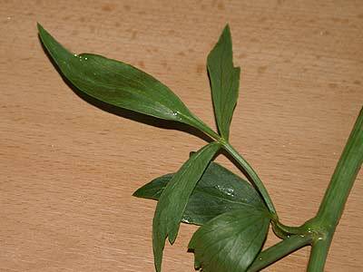 liebstoeckel_1.jpg liebstoeckel_1.jpg