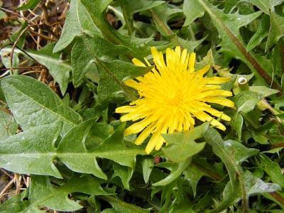 loewenzahn10.jpg loewenzahn10.jpg