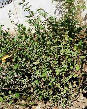 majoran_1.jpg majoran_1.jpg