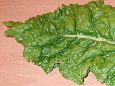 mangold_1.jpg mangold_1.jpg