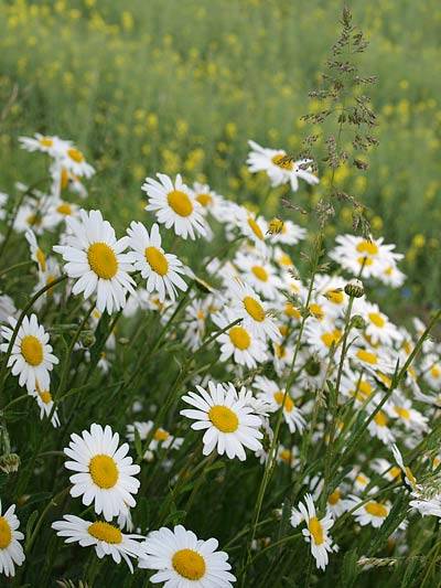 margerite_1.jpg margerite_1.jpg