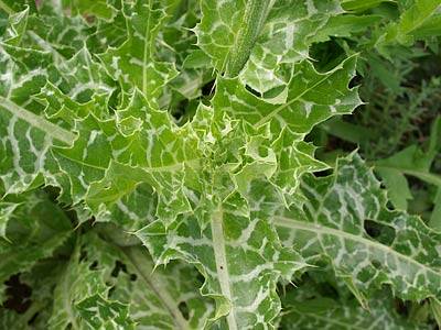 mariendistel_6.jpg