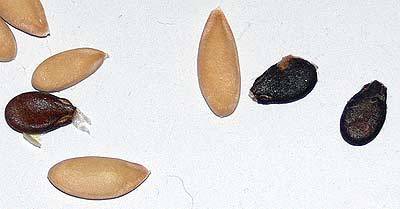 melone_1.jpg melone_1.jpg