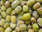 mungbohnen_b.jpg mungbohnen_b.jpg