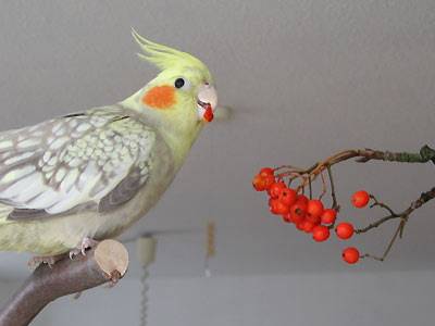 vogelbeeren.jpg