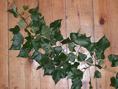 pappel_1.jpg pappel_1.jpg