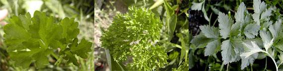 petersilieg.jpg petersilieg.jpg