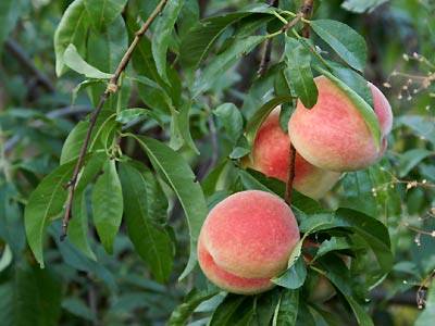 pfirsich1.jpg pfirsich1.jpg