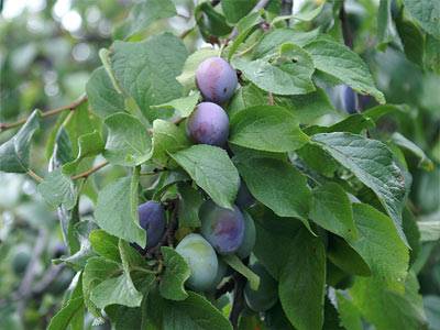 pflaume3.jpg