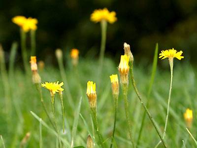 pippau1.jpg pippau1.jpg