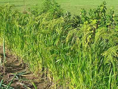 silberhirse2.jpg silberhirse2.jpg