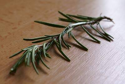 rosmarin_1.jpg rosmarin_1.jpg