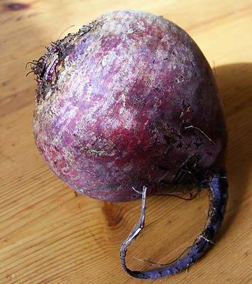 rotebeete_1.jpg rotebeete_1.jpg