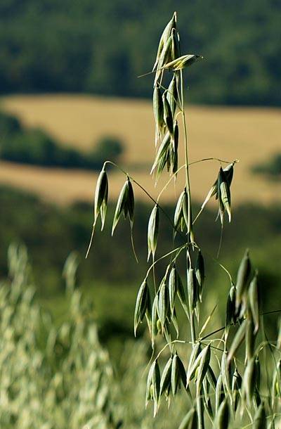 hafer_8.jpg hafer_8.jpg