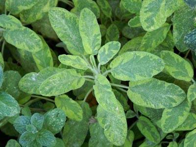 salbei1.jpg salbei1.jpg