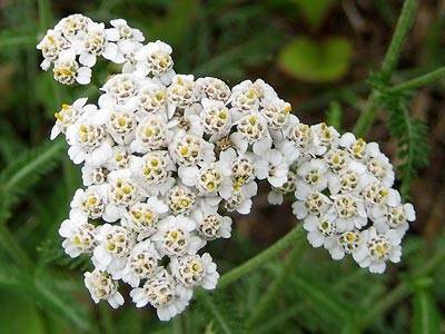 schafgarbe3.jpg schafgarbe3.jpg