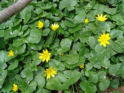 scharbockskraut_1.jpg scharbockskraut_1.jpg