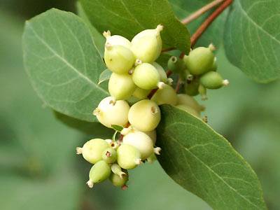 schneebeere1.jpg schneebeere1.jpg