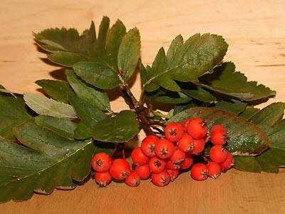 mehlbeere1.jpg mehlbeere1.jpg