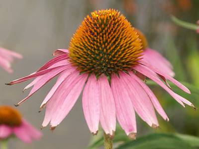 sonnenhut1.jpg sonnenhut1.jpg